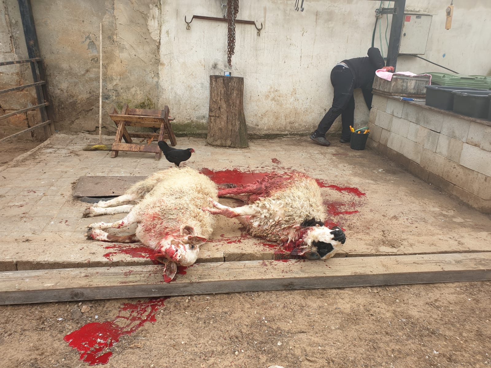 WhatsApp Image 2020-03-06 at 3.47.34 PM.jpeg.jpeg